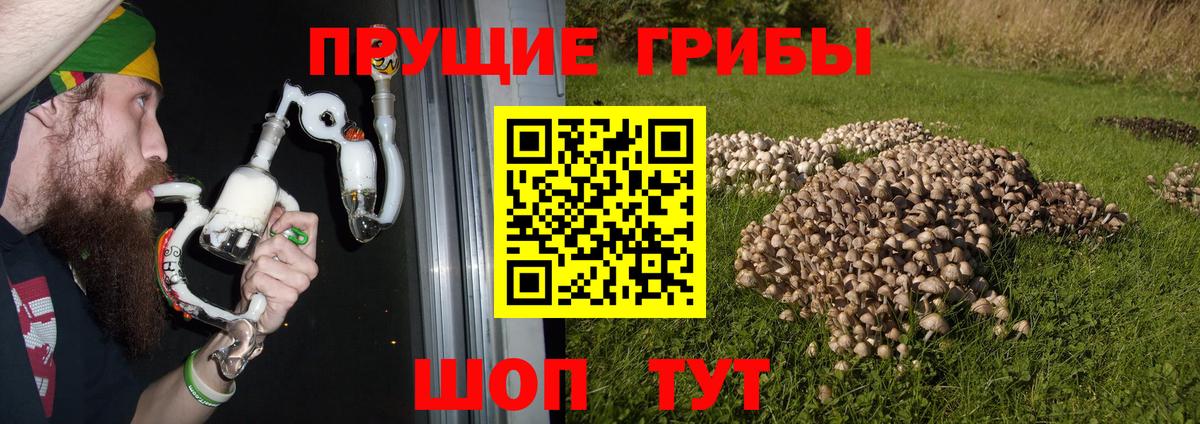 Галлюциногенные грибы Psilocybe Коркино